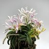 Neofinetia falcata Seikai 青海